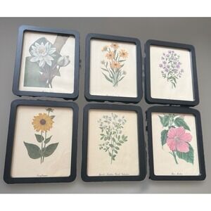 VTG Lot 8 Mary Vaux Walcott Botanical Prints Wildflowers 7 Framed 1 Loose Plate